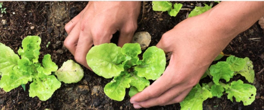 Image of fresh grown green plant or lettuce from composted soil. Hands are holding the green leaves.