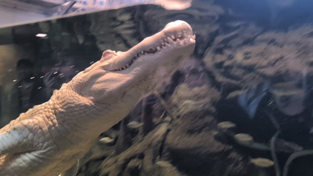 Claude, the albino alligator at the California Academy of Sciences in San Francisco.