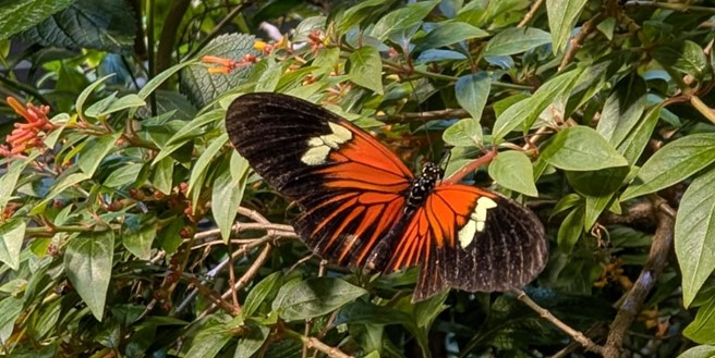 Buttery at the California Academy of Sciences in San Francisco.