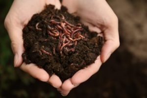 red wiggler worms in hands with dirt