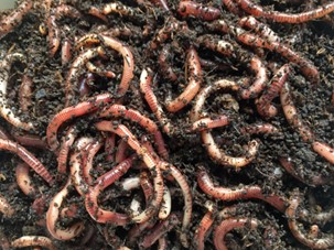 red wiggler worms at the best worms to use for vermicomposting